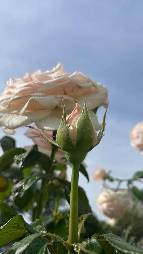 美记:今年新秀展现了惊人的潜力 还没算上弗拉格就已遍地开花